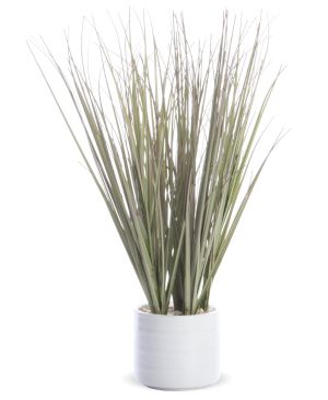 ROŚLINA DEKORACYJNA