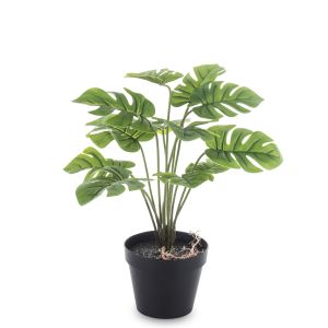 ROSLINA DEKORACYJNA