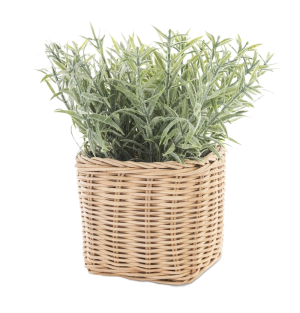 prom. ROŚLINA DEKORACYJNA