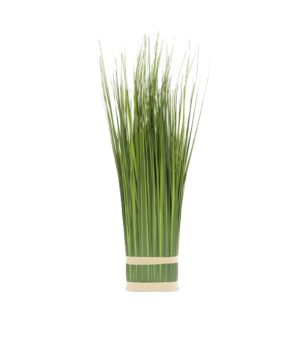 ROŚLINA DEKORACYJNA