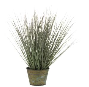Roślina Dekoracyjna